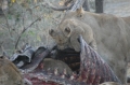 Cubs playing on zebra carcass